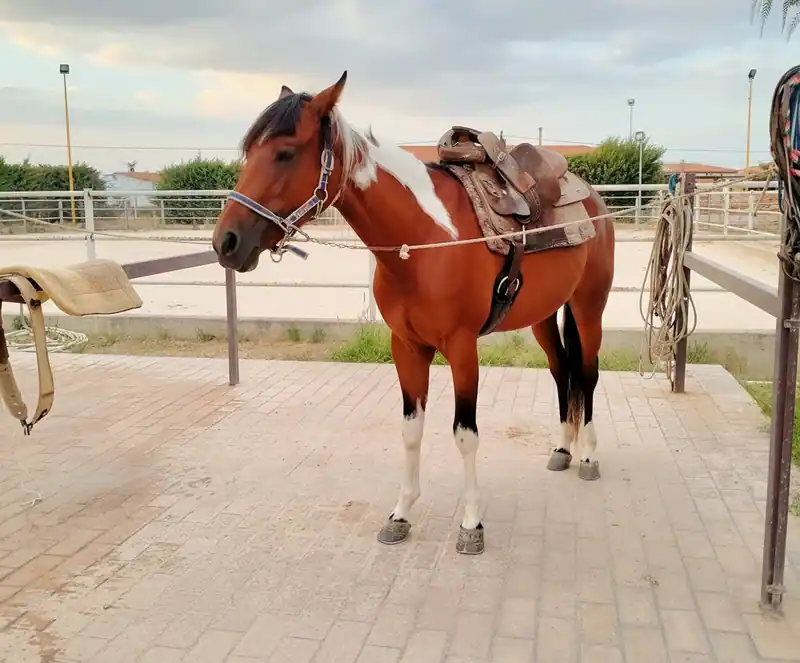 Horse lovers ranch — Foggia
