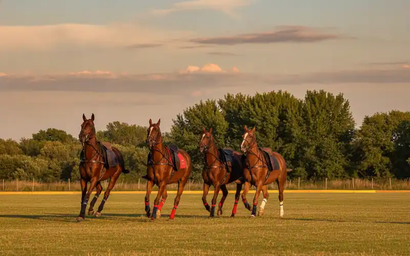 ASD Horse Club Piana degli Ulivi — Fasano