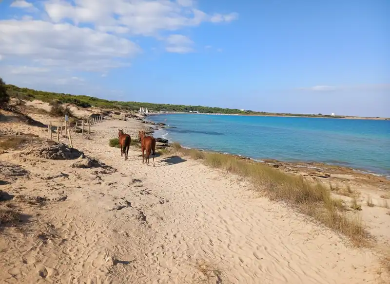 Équitation dans la Campagne de Gallipoli