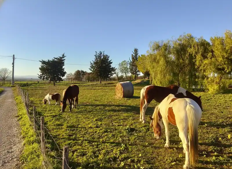 Little Ranch del Gargano — Contrada Santa Giusta