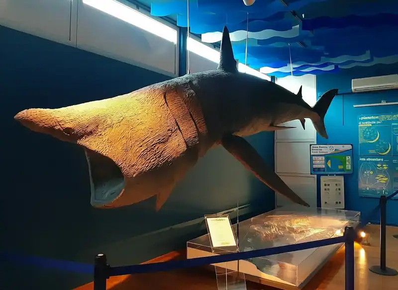 Museo di Biologia Marina "Pietro Parenzan" — Porto Cesareo