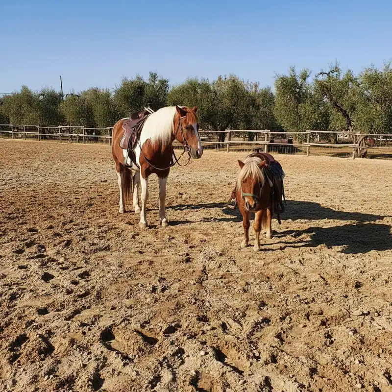 Magic Ranch — Bitetto