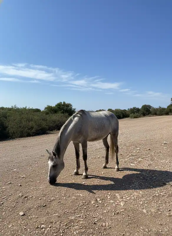 A.S.D. VIK’S HORSE TOUR — Cassano delle Murge