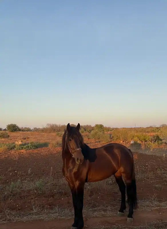 Martignano Riding School — Martignano