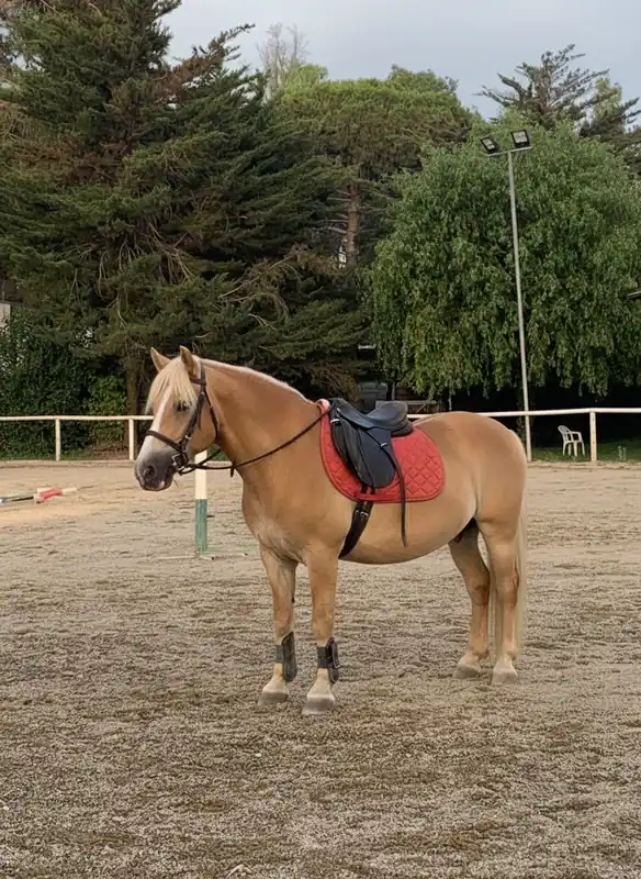 Centro Ippico Le Cheval — Carmiano