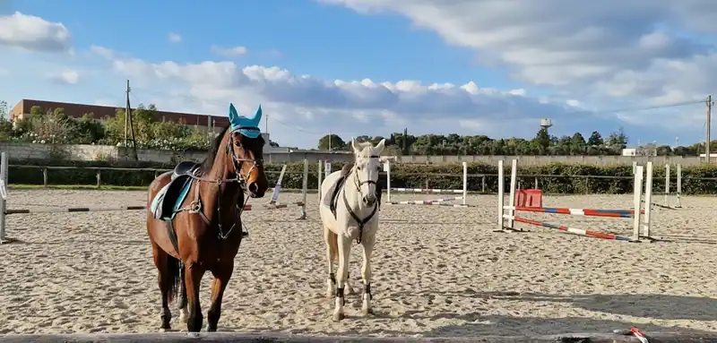 Reiten in Cavallino: Zwischen Olivenhainen und Meer