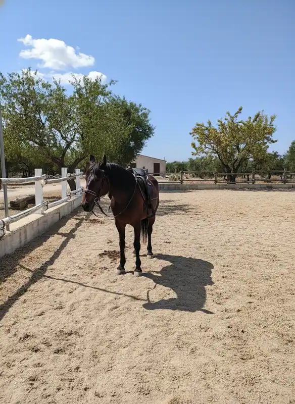 Scuderia Pellegrini Horses — Ruvo di Puglia