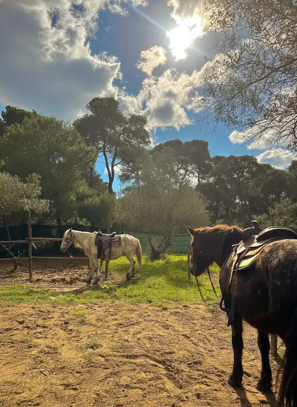 Reitzentrum Family Horses in Marina di Ginosa
