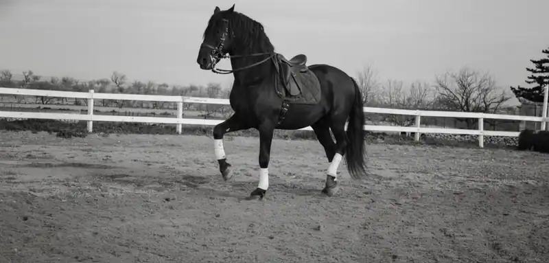 Accademia nazionale di arte equestre "Il nero luminoso" — Corato