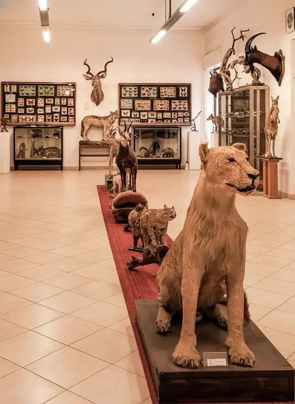Museo Missionario Cinese e di Storia Naturale — Sava