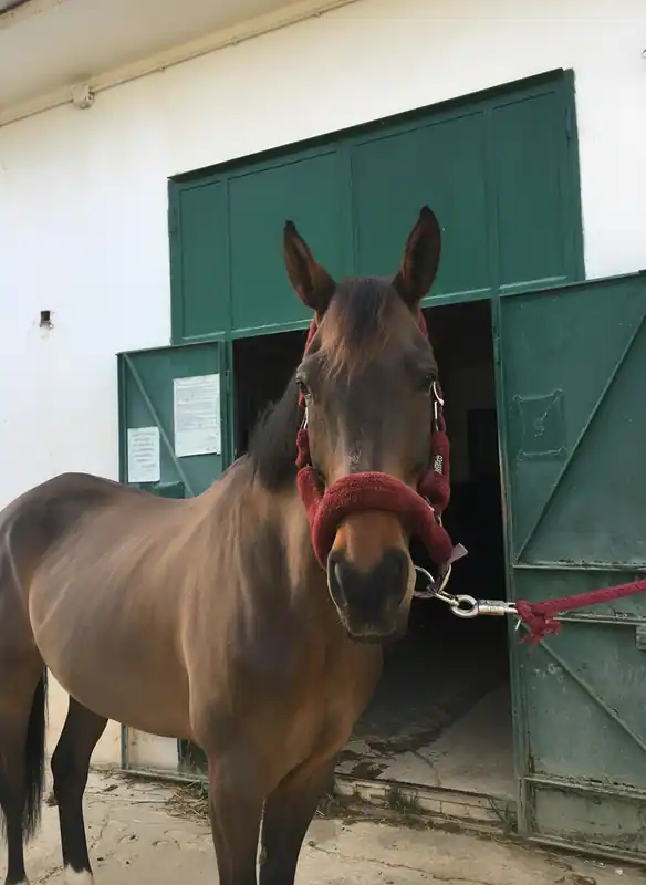 Equitazione a Conversano tra Ulivi e Masserie