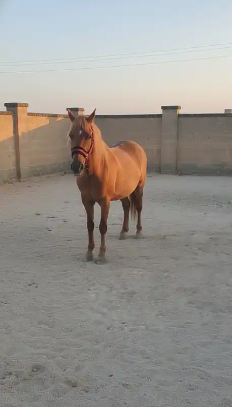 SANTAFARA Azienda Zootecnica & Horse Club — Guagnano