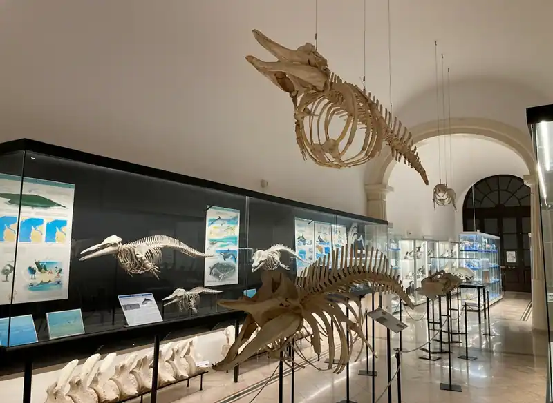 Museo del Mare: Gallipolís maritimes Erbe entdecken