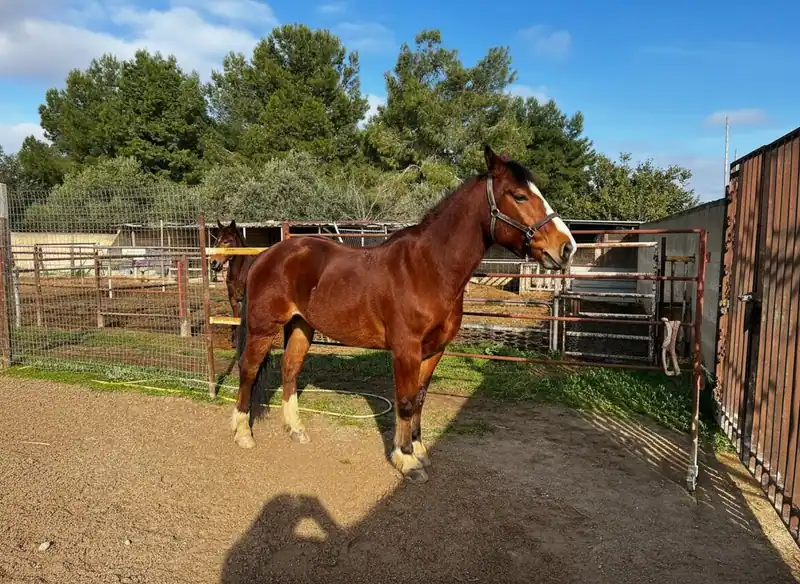 Reitclub Il nitrito nell'anima in Bari