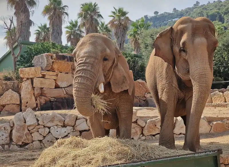 Zoosafari Fasanolandia — Fasano