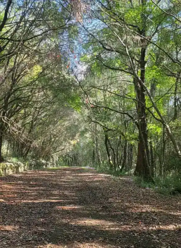 Riserva Naturale Bosco delle Pianelle — Martina Franca