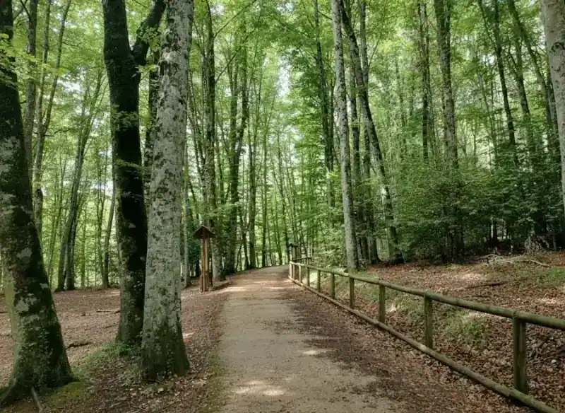 Riserva naturale della Foresta Umbra — Monte Sant'Angelo